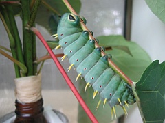 062 Kuranda Butterfly Sanctuary